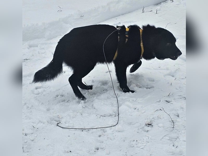 Ebano lebte lange Zeit an der Kette