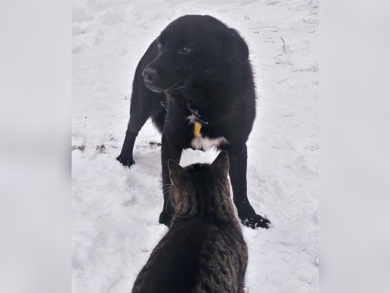 Ebano lebte lange Zeit an der Kette
