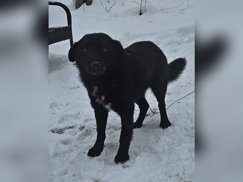 Ebano lebte lange Zeit an der Kette