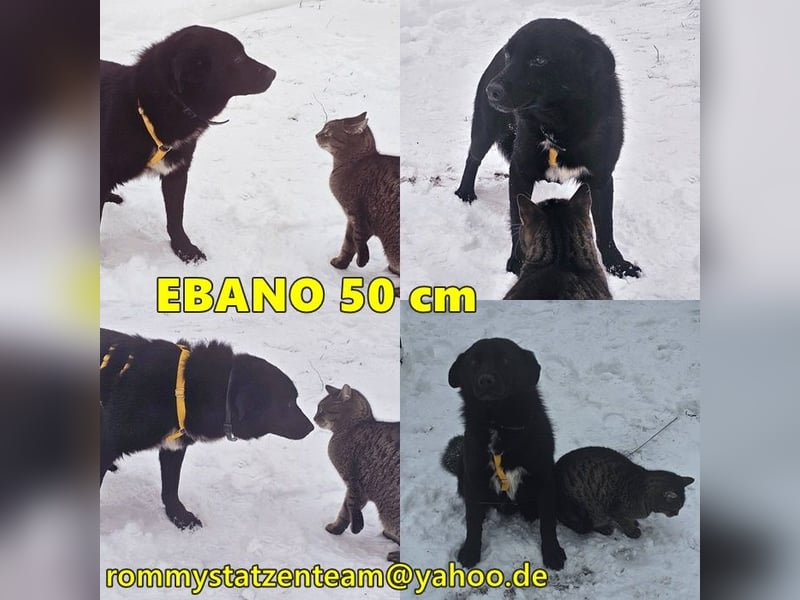 Ebano lebte lange Zeit an der Kette