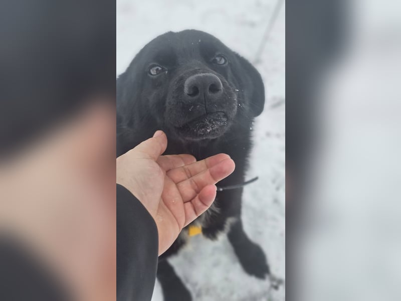 Ebano lebte lange Zeit an der Kette