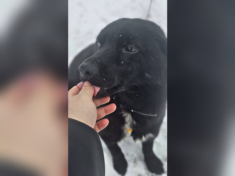 Ebano lebte lange Zeit an der Kette