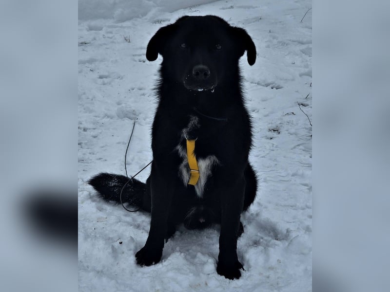 Ebano lebte lange Zeit an der Kette