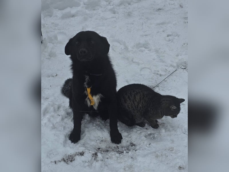 Ebano lebte lange Zeit an der Kette