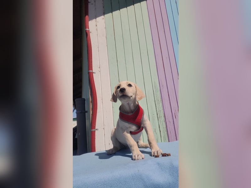 Doris - Labrador Mischling