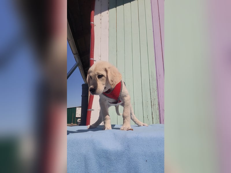 Doris - Labrador Mischling
