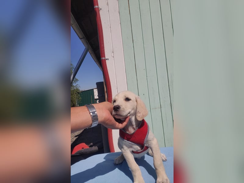 Doris - Labrador Mischling