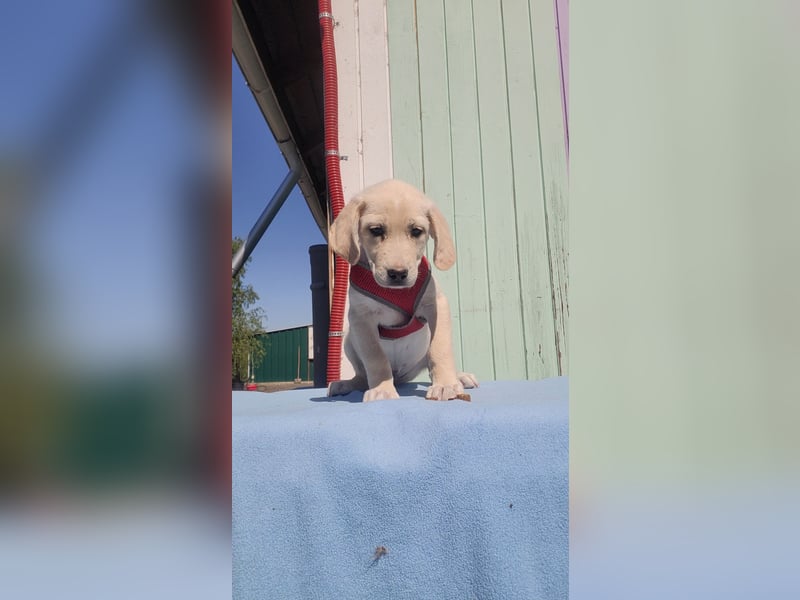 Doris - Labrador Mischling