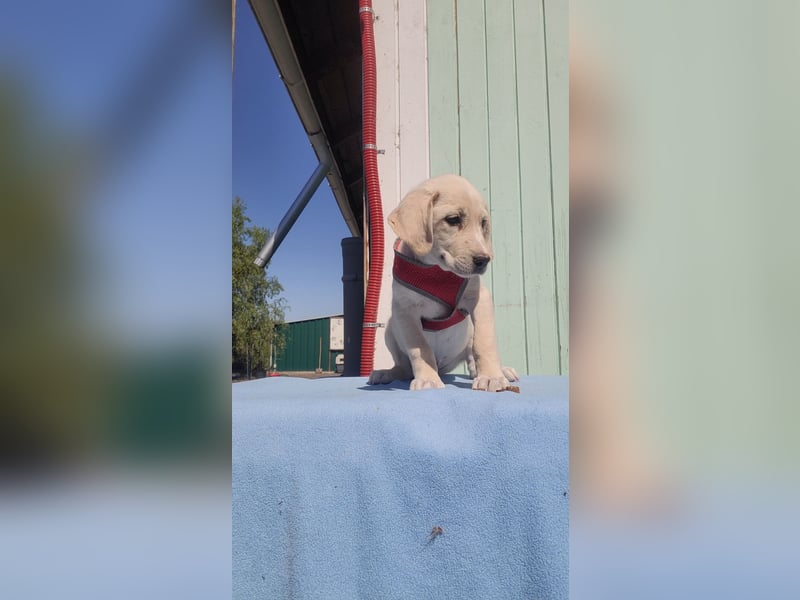 Doris - Labrador Mischling