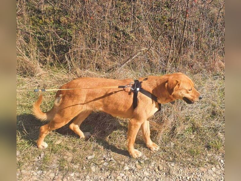 Linda ist eine Labrador-Hündin und hatte viel Pech in ihrem Leben