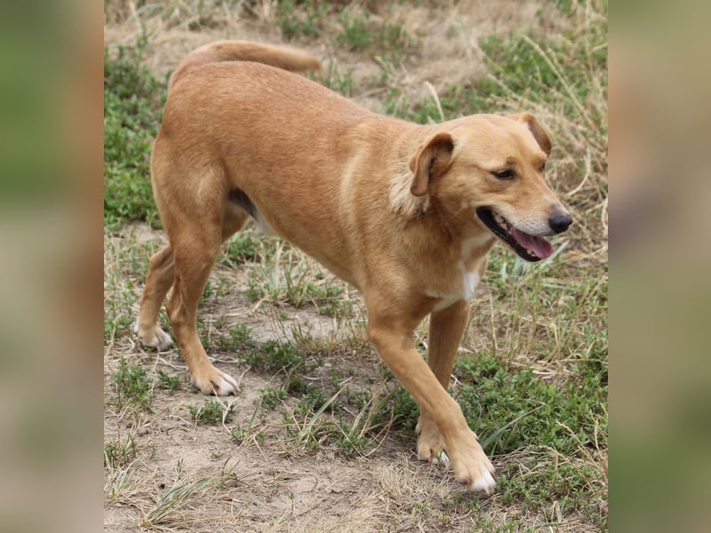 Udo 43 cm geb. 01/2021 wäre ein guter Familienhund Udo 43 cm geb. 01/2021 wäre ein guter Familienhund