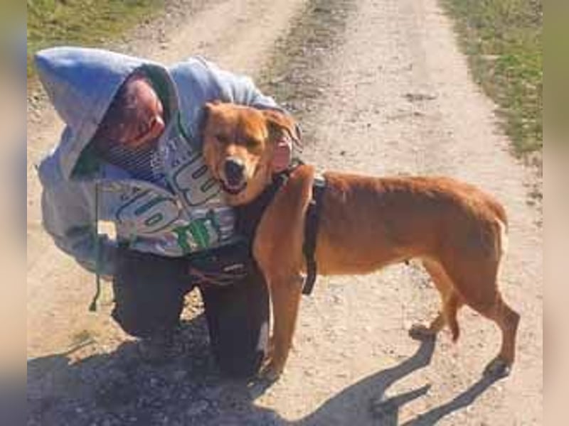 Linda ist eine Labrador-Hündin und hatte viel Pech in ihrem Leben