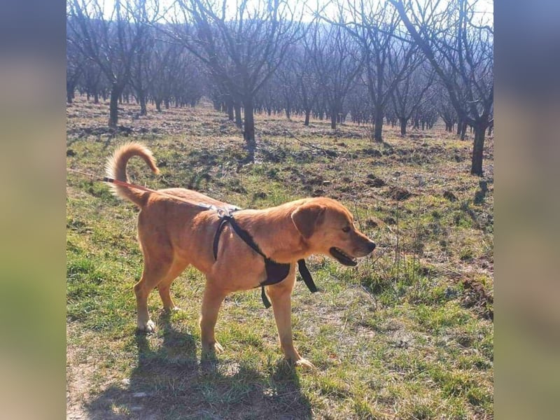 Linda ist eine Labrador-Hündin und hatte viel Pech in ihrem Leben