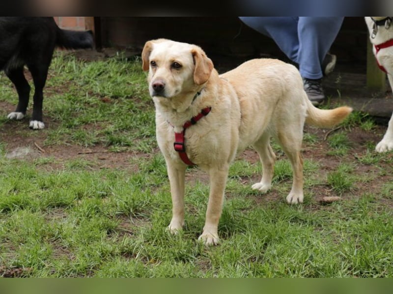 Labrador Luiza geb. 11/2022 wartet in 29690 Schwarmstedt auf ein endgültiges Zuhause