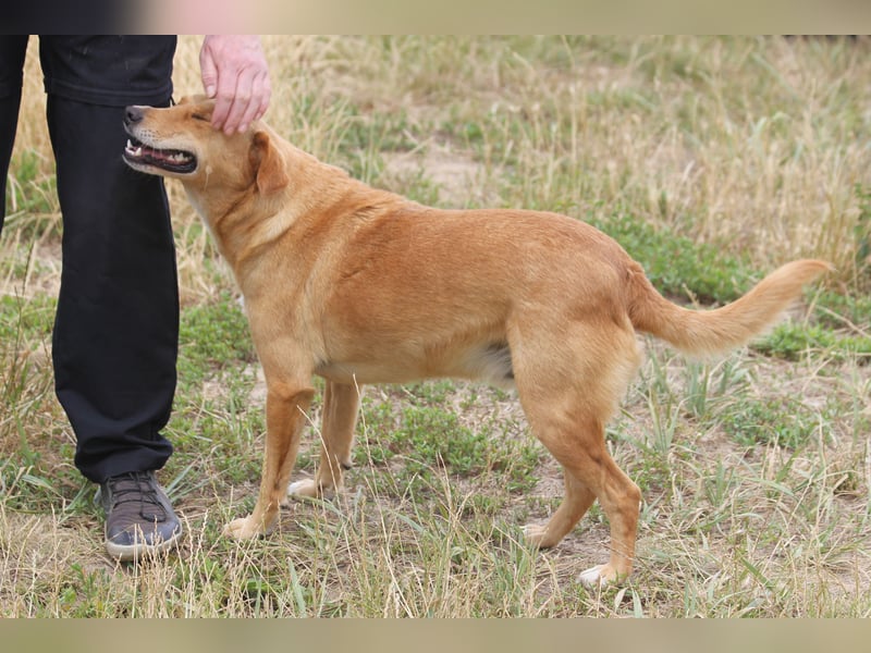 Udo 43 cm geb. 01/2021 wäre ein guter Familienhund Udo 43 cm geb. 01/2021 wäre ein guter Familienhund