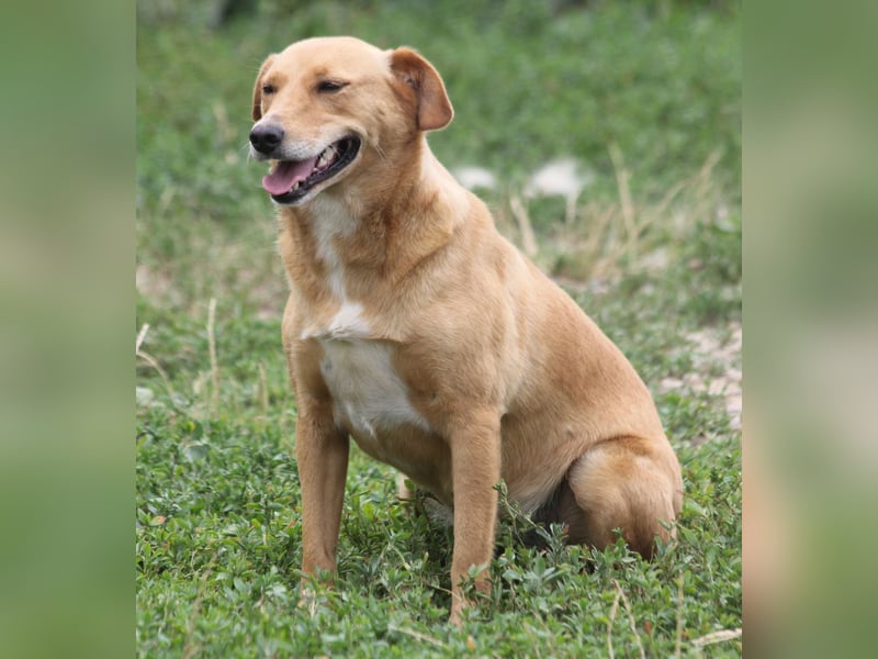 Udo 43 cm geb. 01/2021 wäre ein guter Familienhund Udo 43 cm geb. 01/2021 wäre ein guter Familienhund