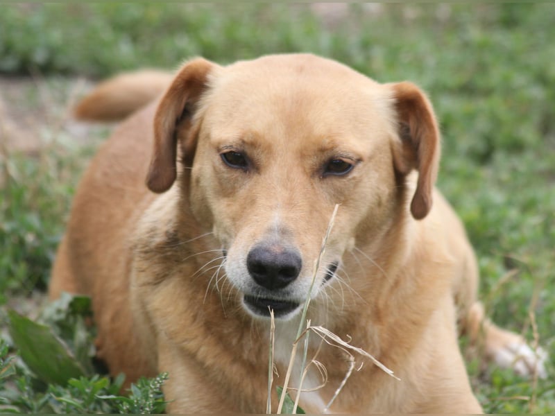 Udo 43 cm geb. 01/2021 wäre ein guter Familienhund Udo 43 cm geb. 01/2021 wäre ein guter Familienhund