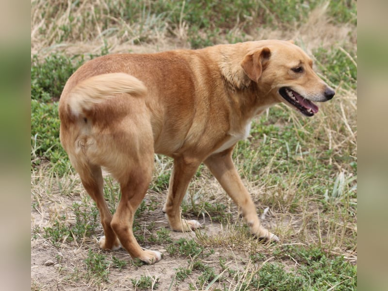 Udo 43 cm geb. 01/2021 wäre ein guter Familienhund Udo 43 cm geb. 01/2021 wäre ein guter Familienhund