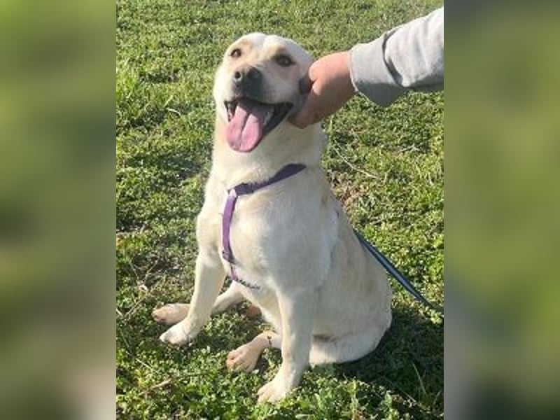 Pablo 48cm geb. 07/2024 supertoller Labrador-Mischling sucht Zuhause