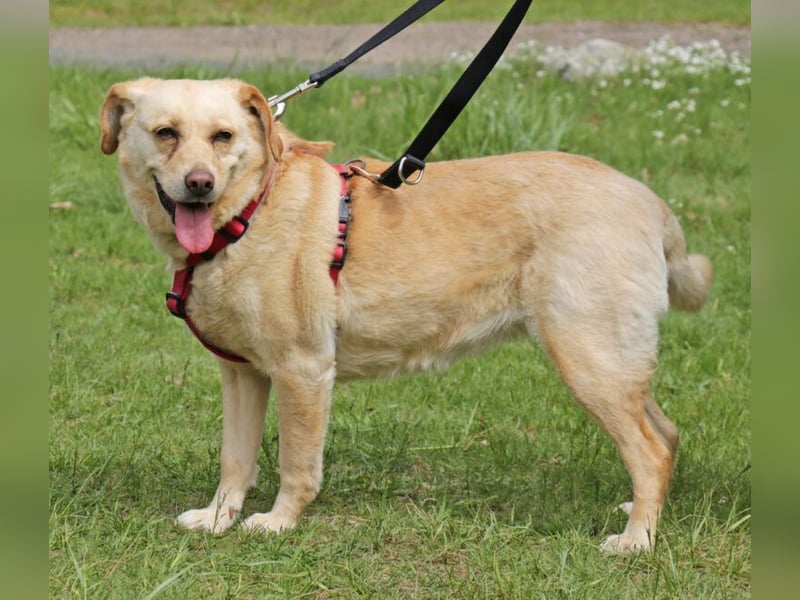 Labrador Luiza geb. 11/2022 wartet in 29690 Schwarmstedt auf ein endgültiges Zuhause