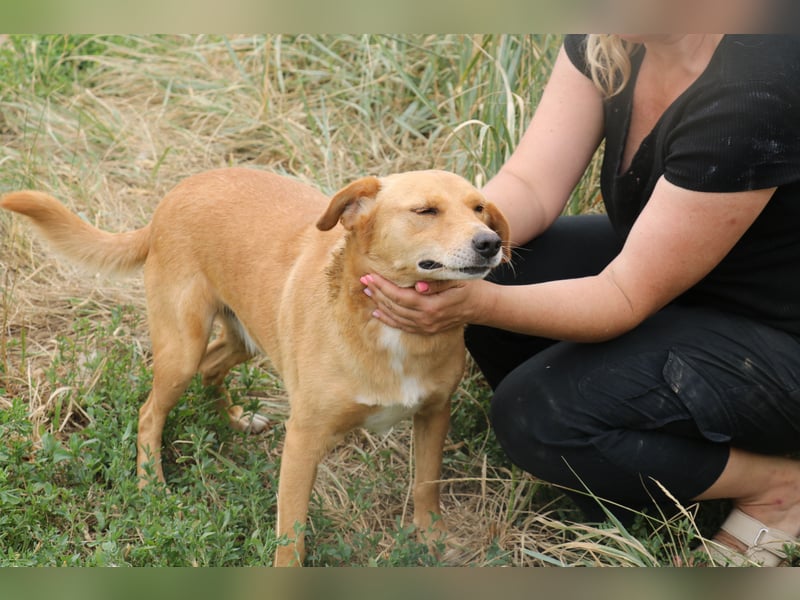 Udo 43 cm geb. 01/2021 wäre ein guter Familienhund Udo 43 cm geb. 01/2021 wäre ein guter Familienhund