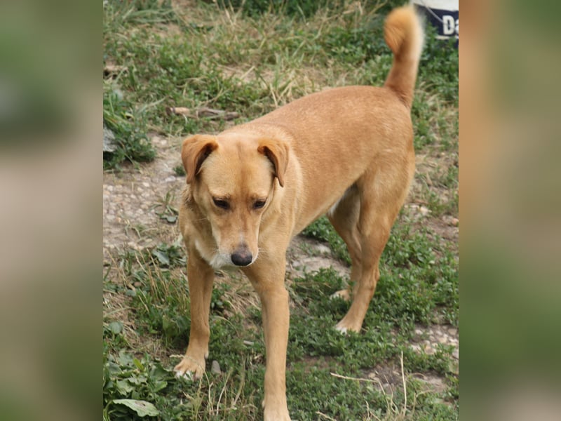 Udo 43 cm geb. 01/2021 wäre ein guter Familienhund Udo 43 cm geb. 01/2021 wäre ein guter Familienhund