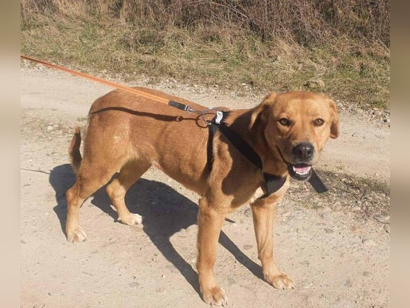 Linda ist eine Labrador-Hündin und hatte viel Pech in ihrem Leben