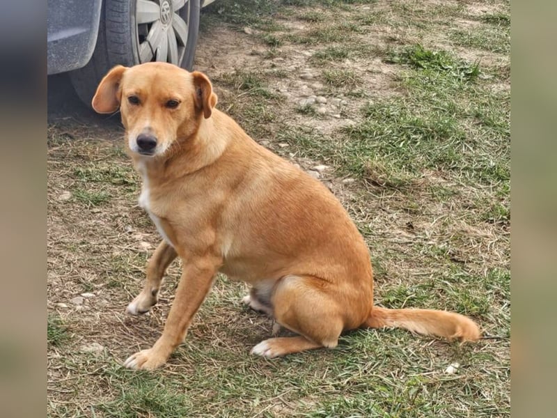 Udo 43 cm geb. 01/2021 wäre ein guter Familienhund Udo 43 cm geb. 01/2021 wäre ein guter Familienhund