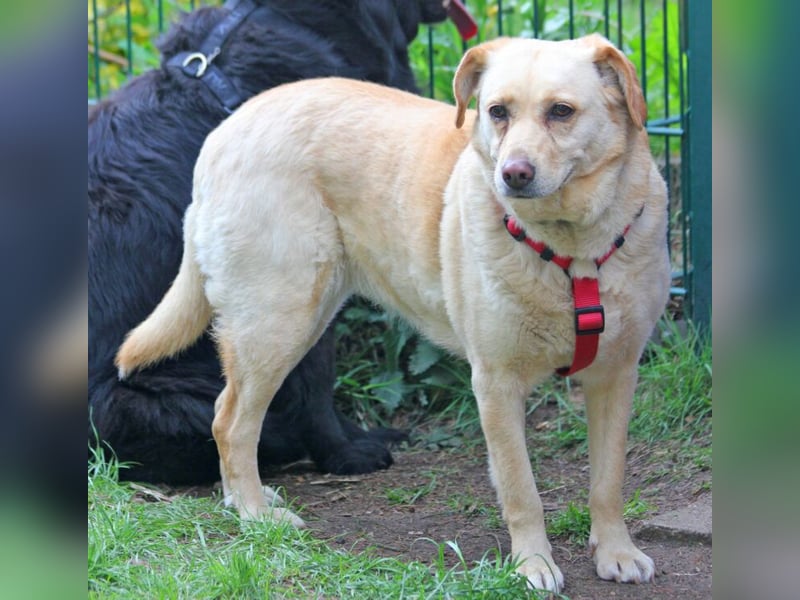 Labrador Luiza geb. 11/2022 wartet in 29690 Schwarmstedt auf ein endgültiges Zuhause