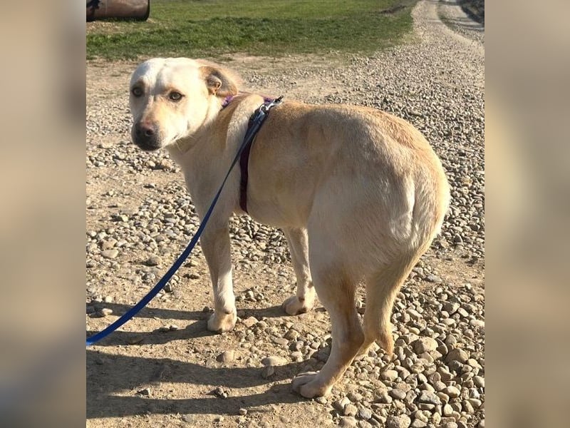 Pablo 48cm geb. 07/2024 supertoller Labrador-Mischling sucht Zuhause