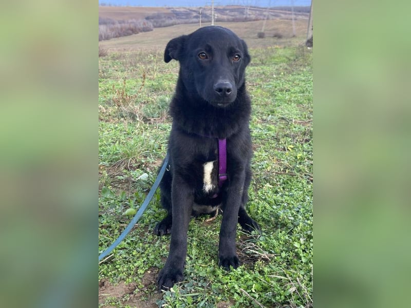 Labrador Mix Mirela 51cm geb. 11/2024 kann sofort nach Deutschland kommen