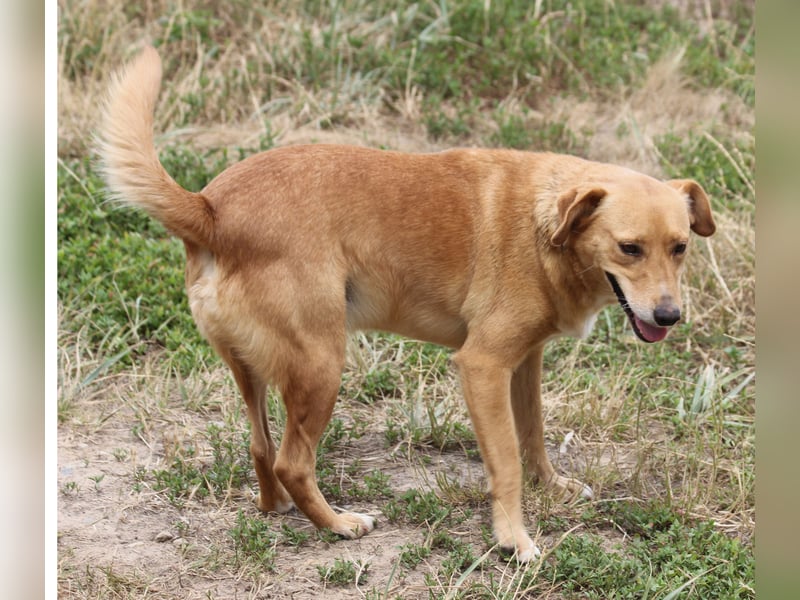 Udo 43 cm geb. 01/2021 wäre ein guter Familienhund Udo 43 cm geb. 01/2021 wäre ein guter Familienhund