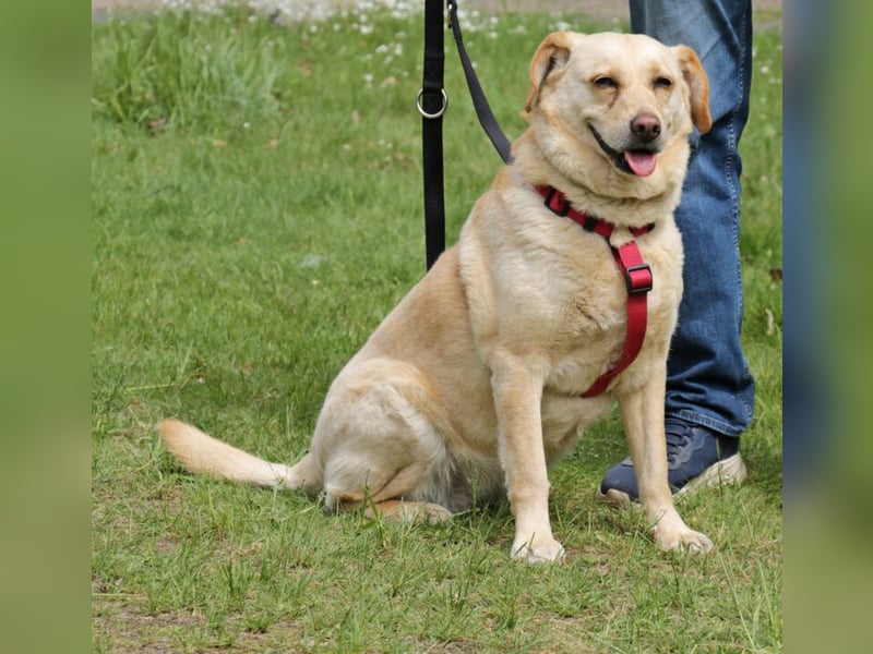 Labrador Luiza geb. 11/2022 wartet in 29690 Schwarmstedt auf ein endgültiges Zuhause