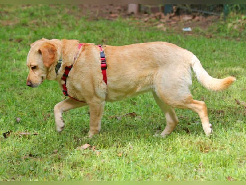 Labrador Luiza geb. 11/2022 wartet in 29690 Schwarmstedt auf ein endgültiges Zuhause