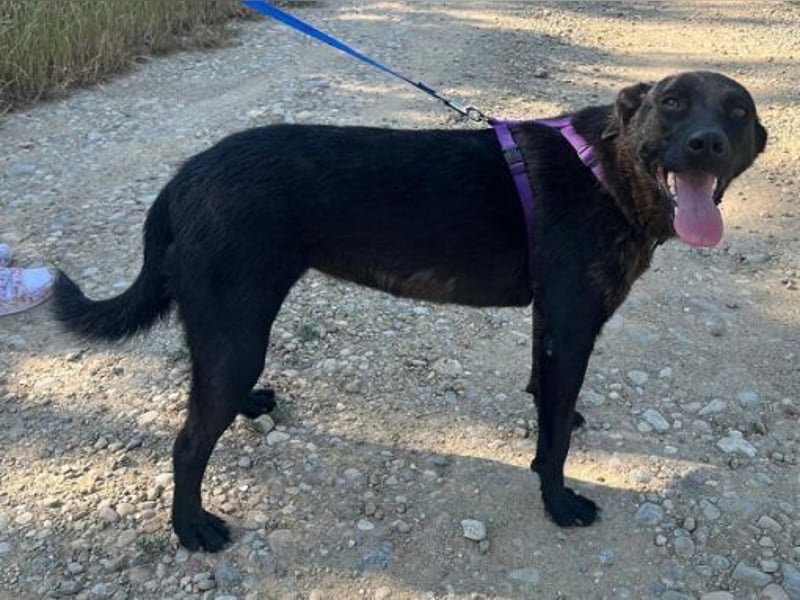 Labrador Mix Delia 53cm geb. 11/2024kann sofort nach Deutschland kommen
