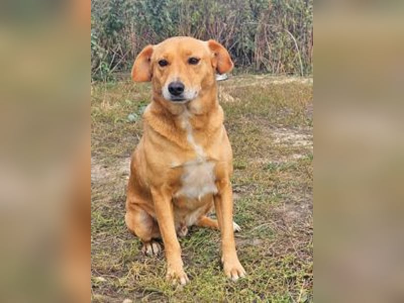 Udo 43 cm geb. 01/2021 wäre ein guter Familienhund Udo 43 cm geb. 01/2021 wäre ein guter Familienhund
