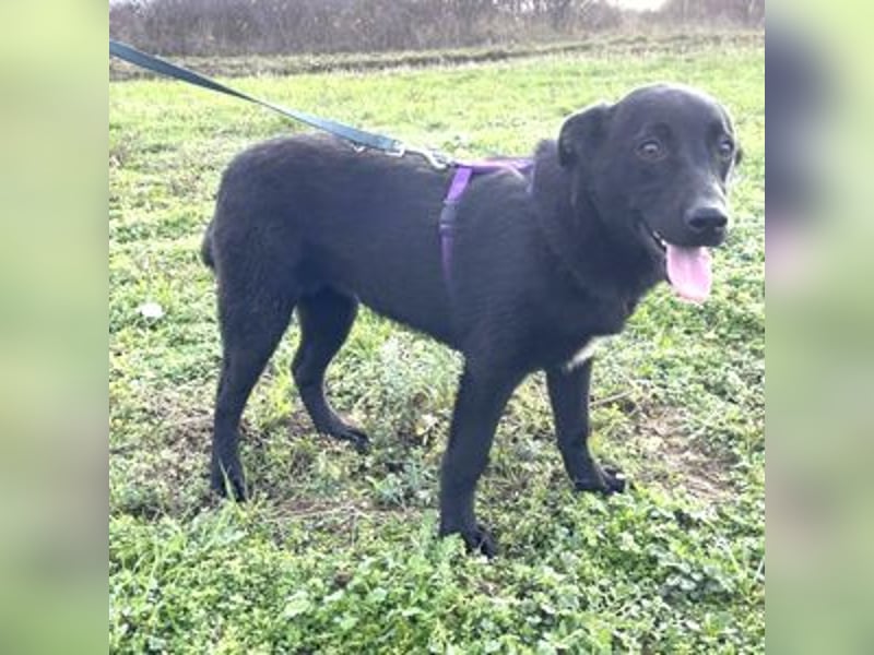 Labrador Mix Mirela 51cm geb. 11/2024 kann sofort nach Deutschland kommen