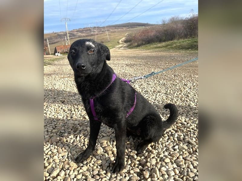 Labrador Mix Delia 53cm geb. 11/2024kann sofort nach Deutschland kommen