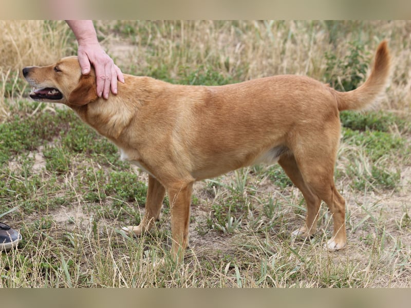Udo 43 cm geb. 01/2021 wäre ein guter Familienhund Udo 43 cm geb. 01/2021 wäre ein guter Familienhund