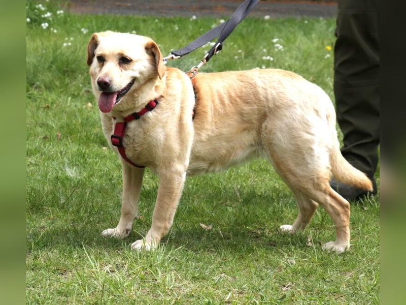 Labrador Luiza geb. 11/2022 wartet in 29690 Schwarmstedt auf ein endgültiges Zuhause