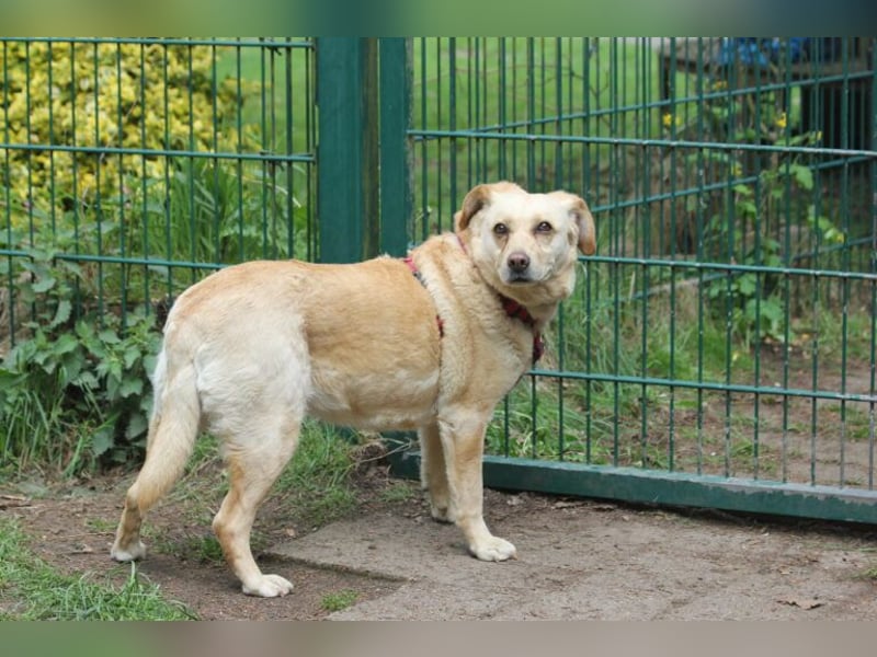 Labrador Luiza geb. 11/2022 wartet in 29690 Schwarmstedt auf ein endgültiges Zuhause