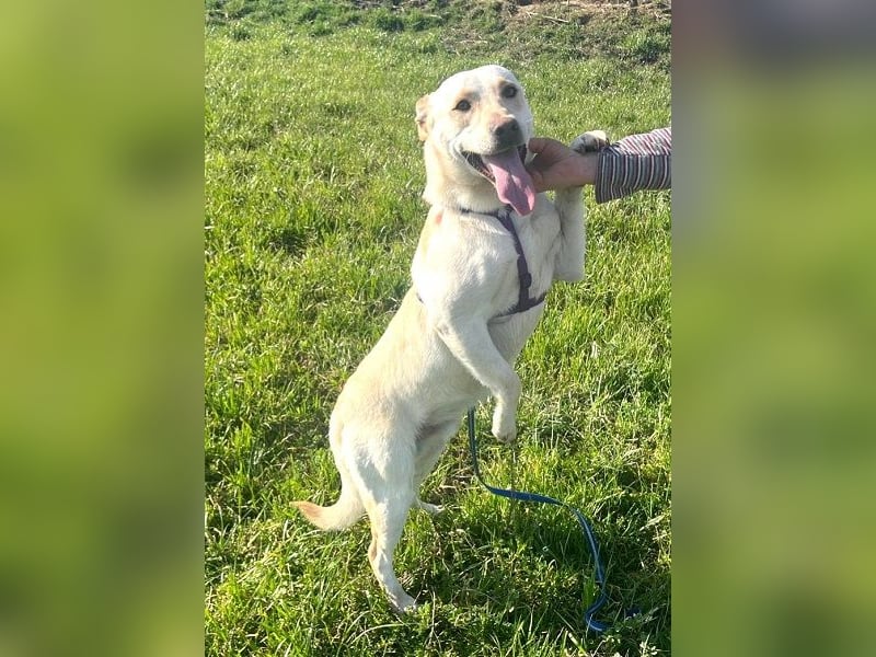 Pablo 48cm geb. 07/2024 supertoller Labrador-Mischling sucht Zuhause