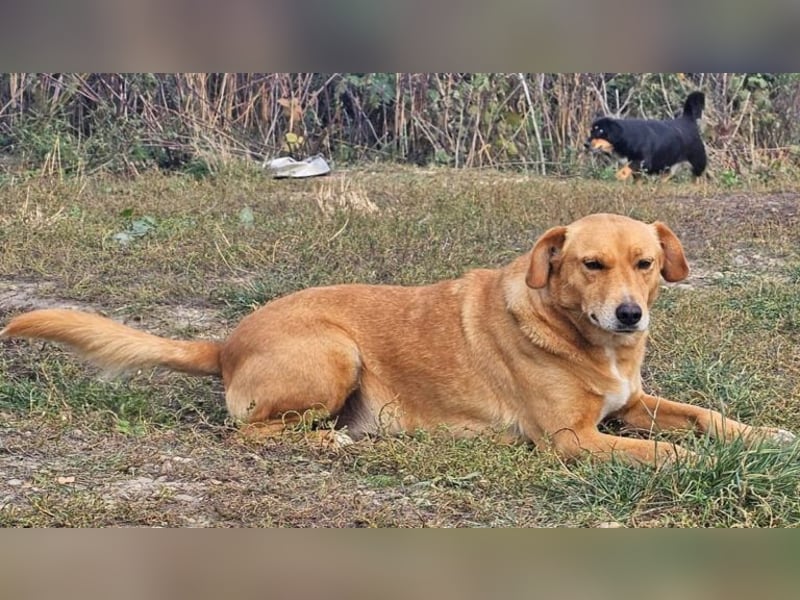 Udo 43 cm geb. 01/2021 wäre ein guter Familienhund Udo 43 cm geb. 01/2021 wäre ein guter Familienhund