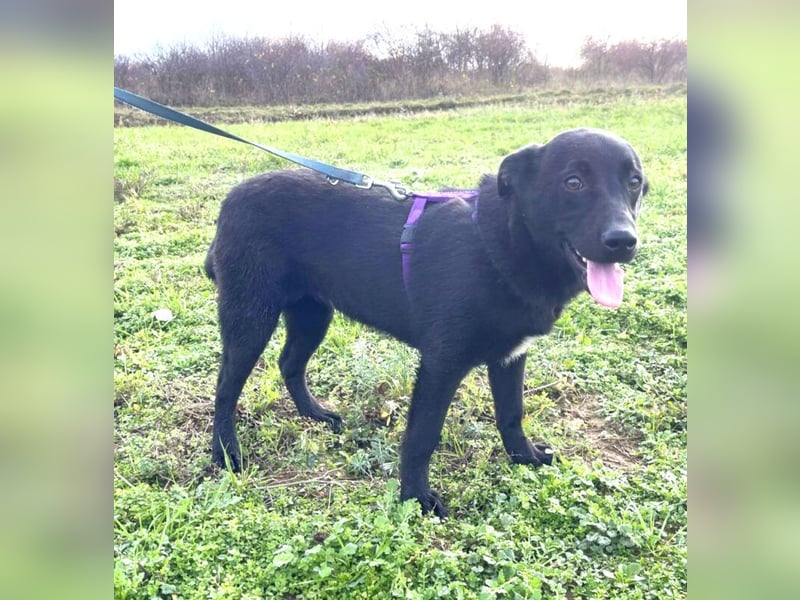 Labrador Mix Mirela 51cm geb. 11/2024 kann sofort nach Deutschland kommen
