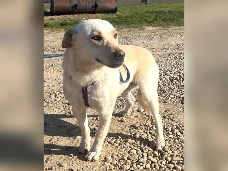 Pablo 48cm geb. 07/2024 supertoller Labrador-Mischling sucht Zuhause