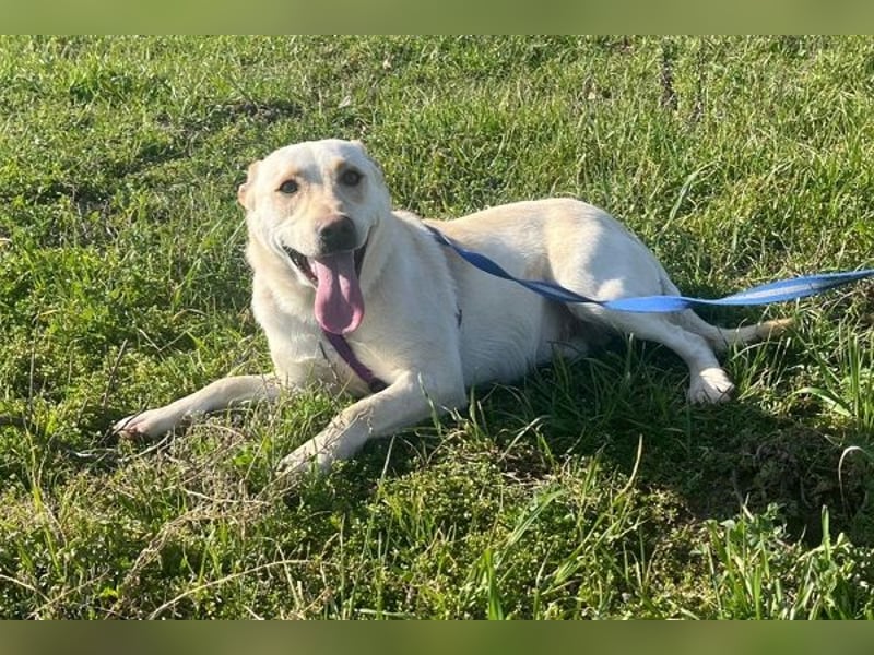 Pablo 48cm geb. 07/2024 supertoller Labrador-Mischling sucht Zuhause