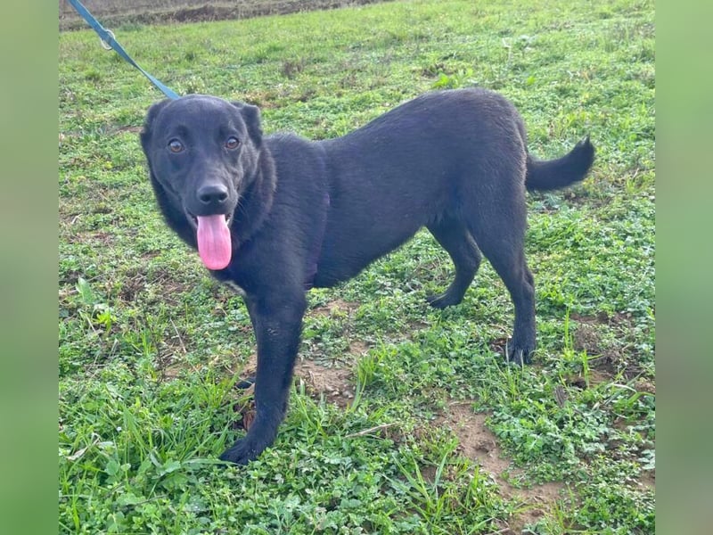 Labrador Mix Mirela 51cm geb. 11/2024 kann sofort nach Deutschland kommen