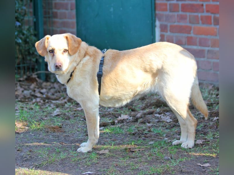 Labrador Luiza geb. 11/2022 wartet in 29690 Schwarmstedt auf ein endgültiges Zuhause