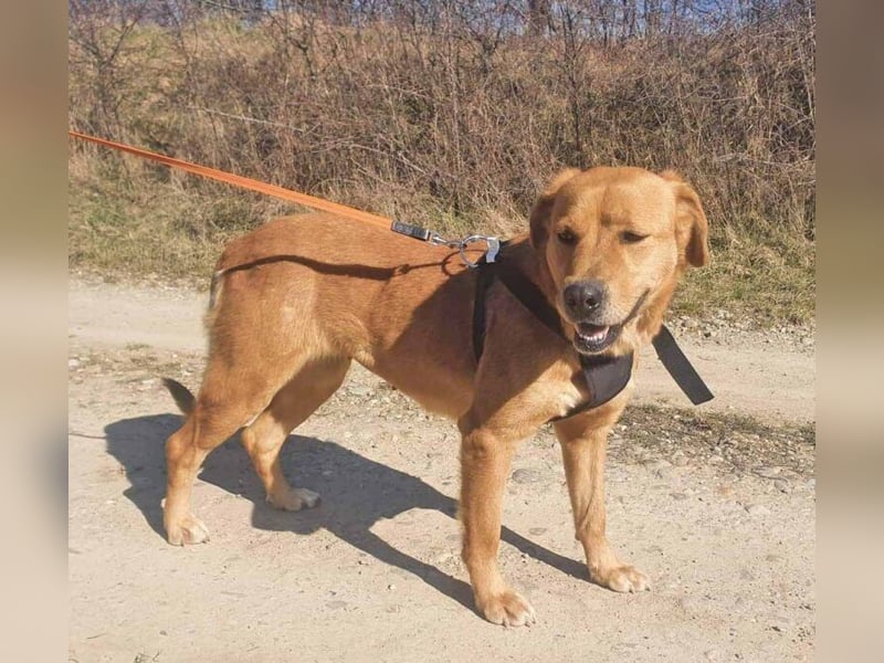 Linda ist eine Labrador-Hündin und hatte viel Pech in ihrem Leben