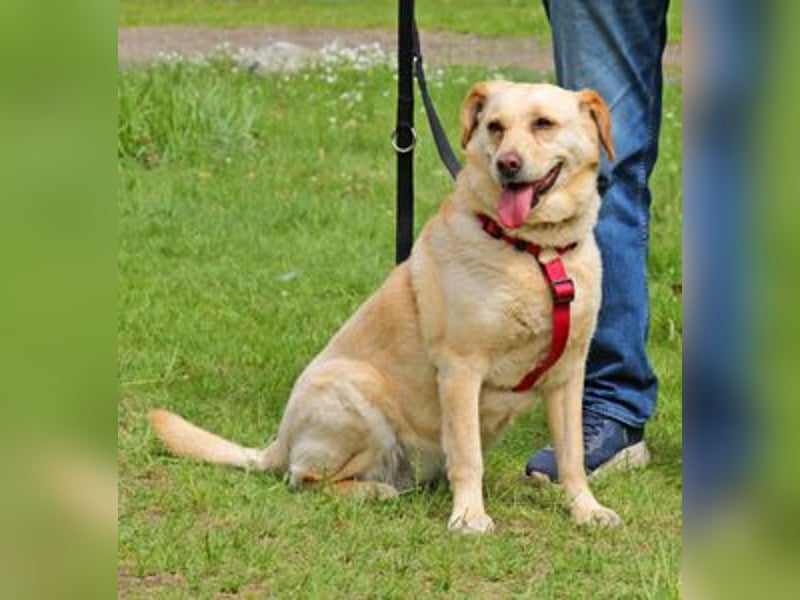 Labrador Luiza geb. 11/2022 wartet in 29690 Schwarmstedt auf ein endgültiges Zuhause